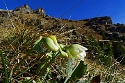 18 Ellebori in bocciolo